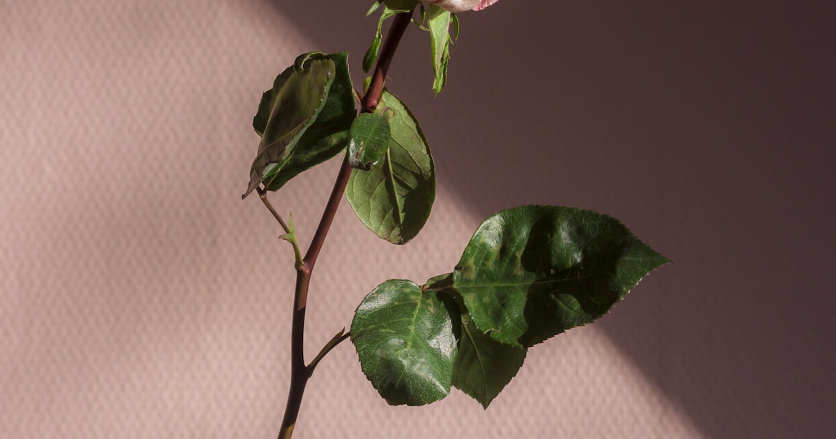 Depósitos e Saques via Pix em Cassinos Online: Guia Completo 2026